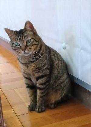 譲渡猫43写真①