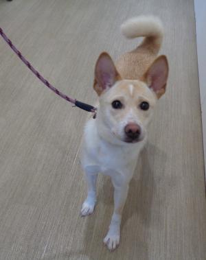 譲渡犬68写真①
