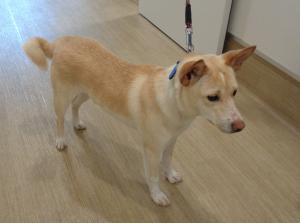 譲渡犬68写真②