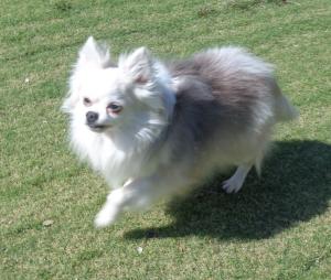 譲渡犬74写真①
