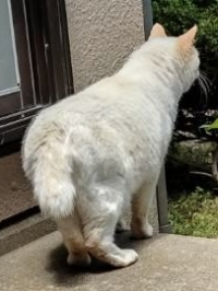逸走12写真