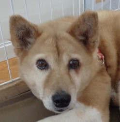 譲渡犬36顔写真