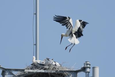 水戸で「コウノトリ」が子育中です【5月25日更新】（環境保全課