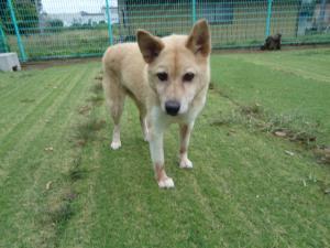 譲渡犬のんた