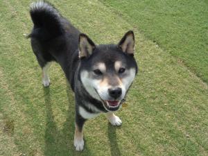 譲渡犬ごま