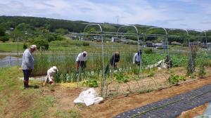有機野菜づくり体験