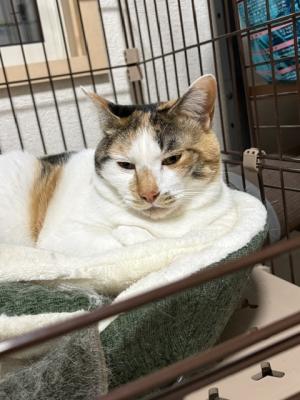 逸走16猫1
