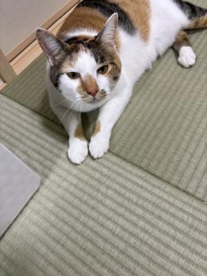 逸走16猫2