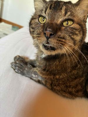 逸走情報猫14_１