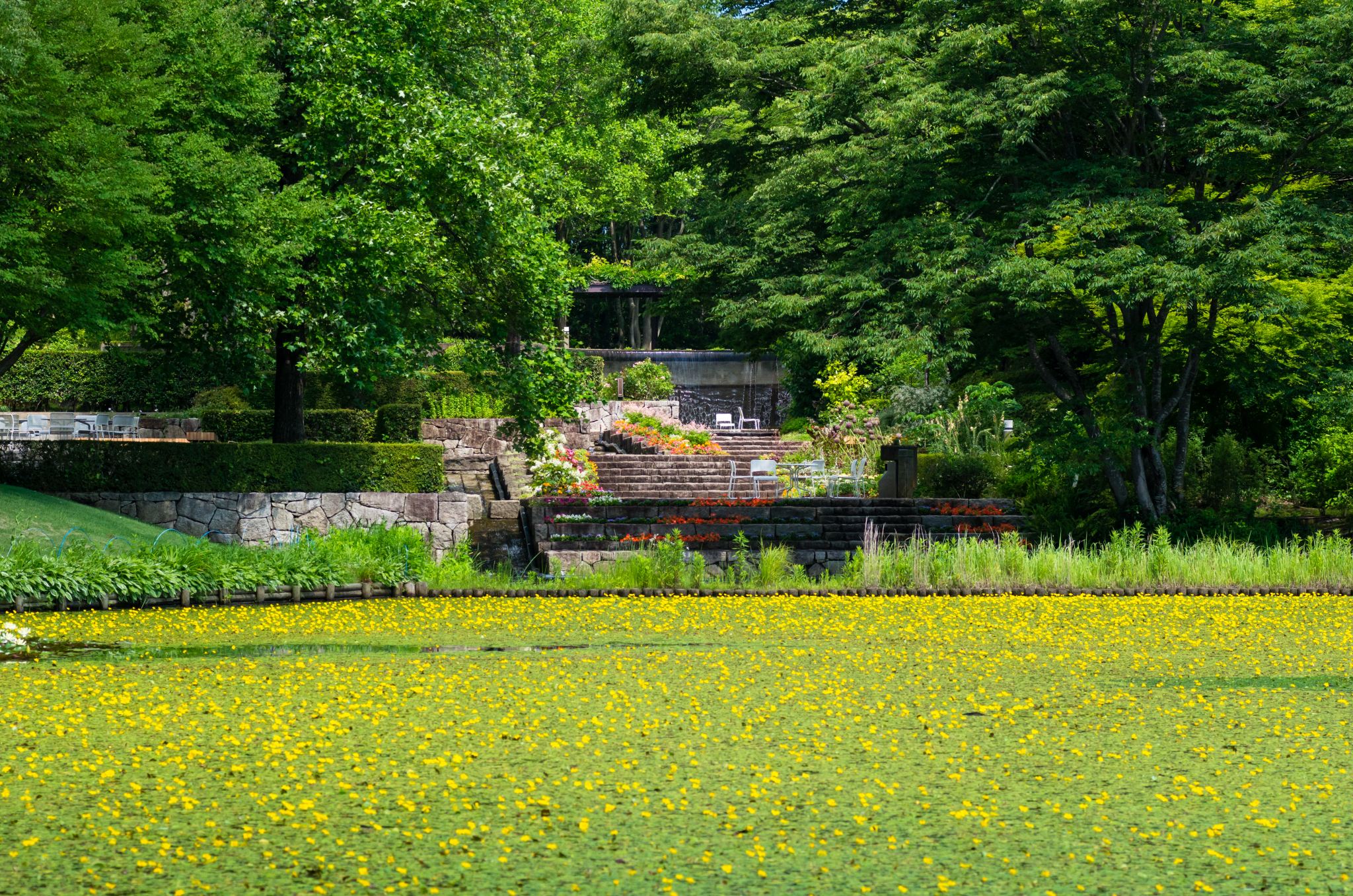 小池のアサザ最盛期