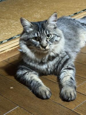 逸走25猫