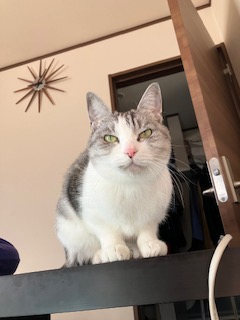 逸走26猫1