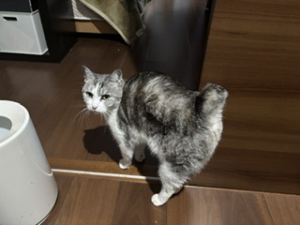 逸走26猫2