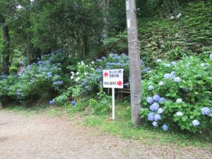 芭蕉の館に咲いているあじさいの写真