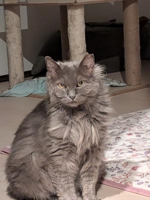 逸走猫情報27_2