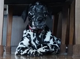 逸走28犬2