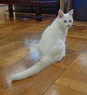 譲渡猫21全身写真