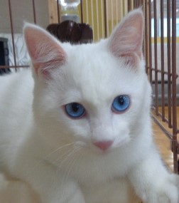 譲渡猫21顔写真