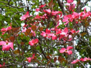 ハナミズキ（花水木）の画像