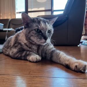 逸走猫情報40_1