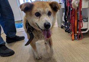 公表180犬正面