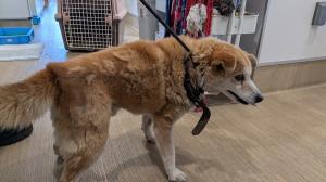 公表180犬横から