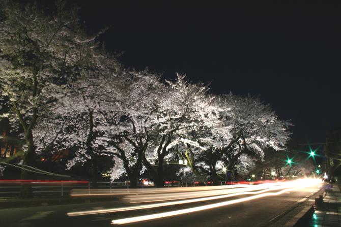 三の丸庁舎桜