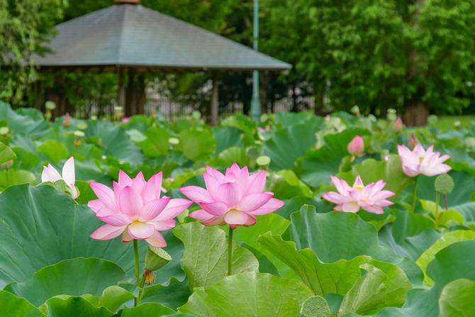 歴史館のはす