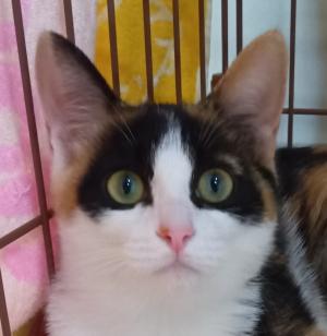 譲渡猫23顔写真