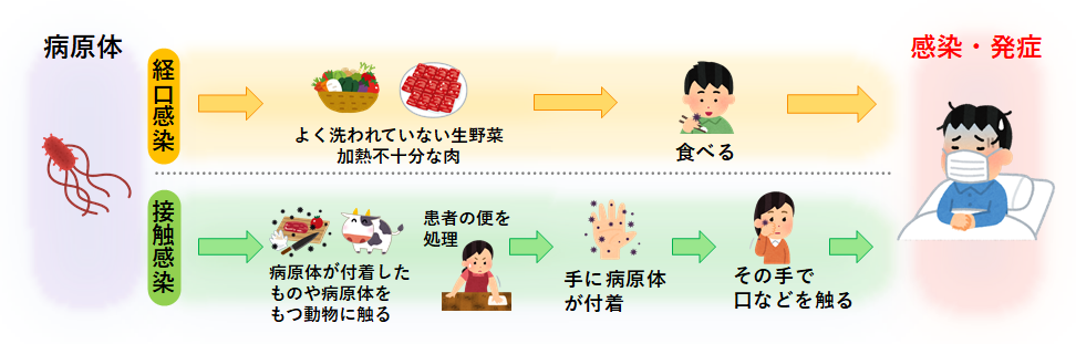 腸管出血性大腸菌感染症の感染経路のイラスト