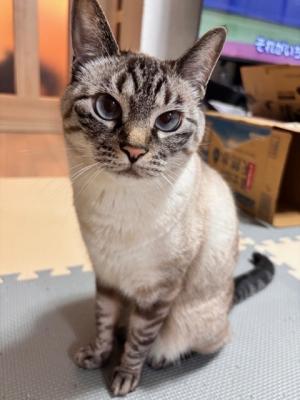 逸走猫情報46