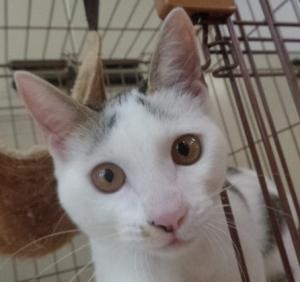 譲渡猫20顔写真