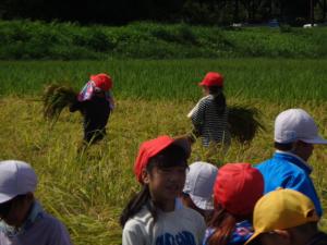 稲の束を運ぶ2年生②