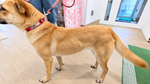 公表181犬横から