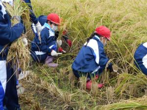 稲刈りをする子どもたち①