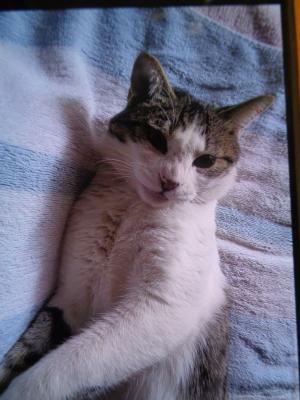 逸走猫情報49