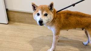 公表184柴犬