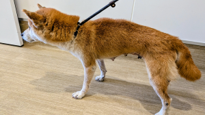 公表184柴犬横
