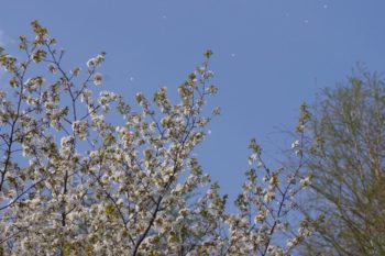 ヤマザクラ（山桜）の画像