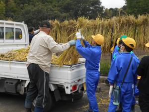 稲を干す作業２