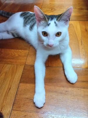 譲渡猫20顔写真