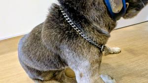 公表185犬チェーン
