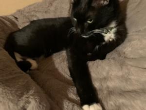 逸走54猫1