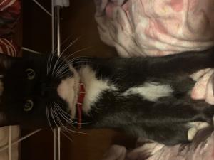逸走54猫2
