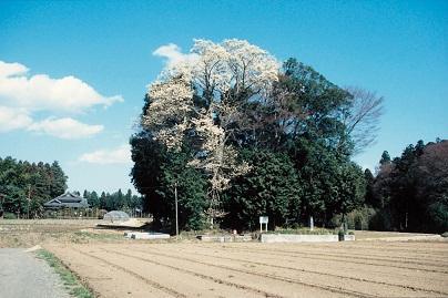 愛宕山古墳のコブシの画像