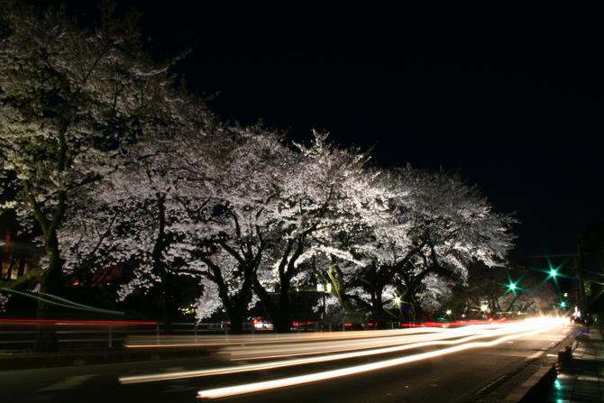 三の丸桜