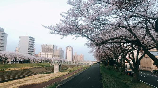 桜川