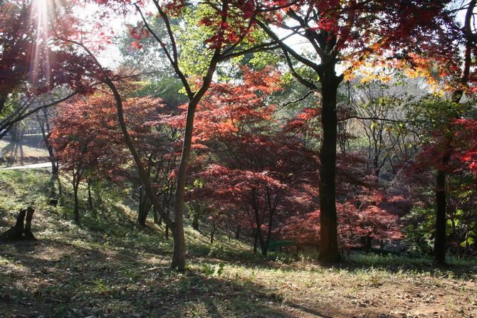 森林公園の紅葉