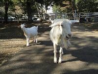 森林公園のヤギ