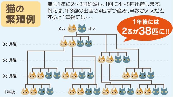 猫の 繁殖例